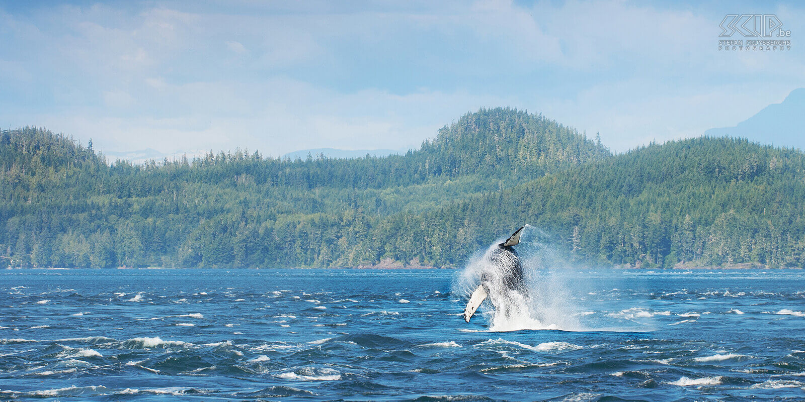 Telegraph Cove - Breaching humpback whale A humback whale breaching in the waters of the Johnstone Strait near Vancouver Island. Whales probably breach when they are in groups for social reasons such as showing dominance, courting or warning for danger. <br />
 Stefan Cruysberghs
